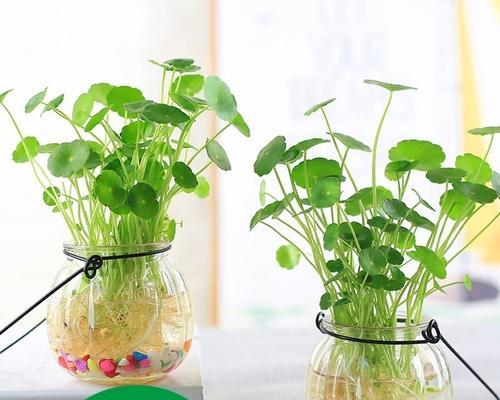养植物水里放什么好处？水中养植物的技巧有哪些？