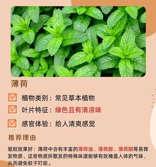 哪些植物具有驱蚊虫的效果？如何利用这些植物来驱赶蚊虫？