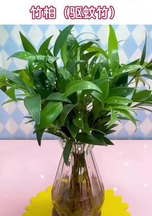 哪些植物具有驱蚊虫的效果？如何利用这些植物来驱赶蚊虫？