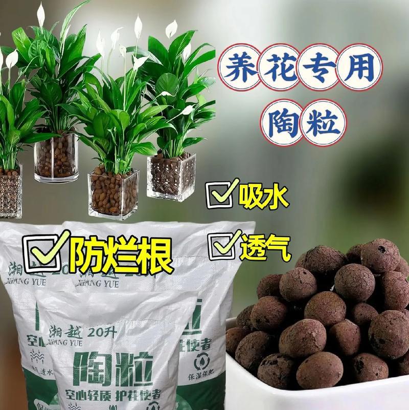 大号落地植物的养殖方法有哪些？