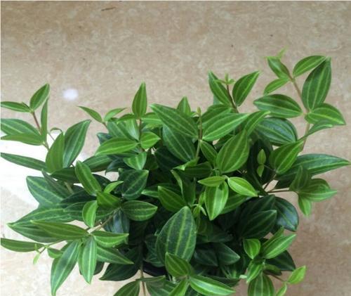 钻石植物包括哪些种类？钻石植物的养护方法是什么？