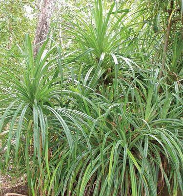 钻石植物包括哪些种类？钻石植物的养护方法是什么？