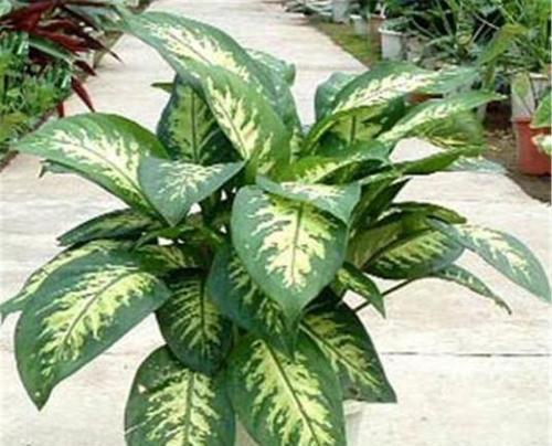 柏林公主植物的种类有哪些？
