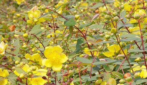 梅子种植中常用的花卉品种有哪些？它们的种植要点是什么？