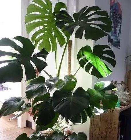 车内适合放置哪些耐阴植物？多久需要浇水？