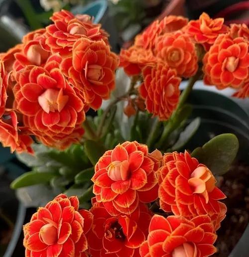 每个季节适合种植哪些花卉？