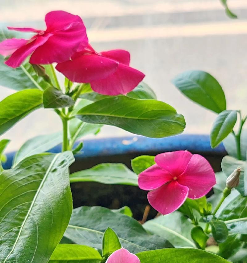 每个季节适合种植哪些花卉？