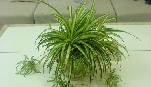 卫生间适合养哪些植物？如何选择适合卫生间的植物？