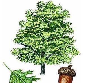 北方盆栽橡树的养护要点是什么？如何应对冬季的挑战？