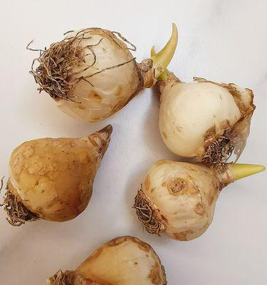 高瓶适合种植哪些花卉品种？如何选择？