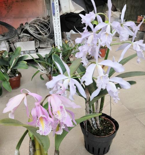 高瓶适合种植哪些花卉品种？如何选择？
