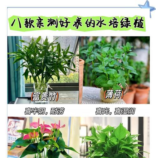 花卉水培最好看的植物是什么？如何选择适合的水培植物？