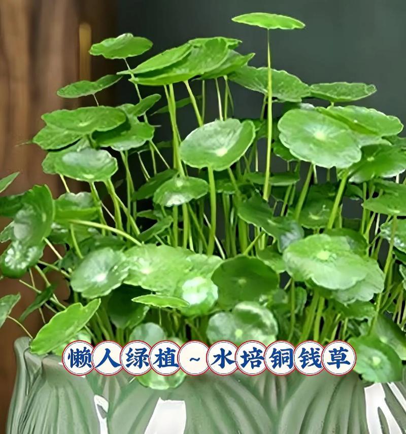 花卉水培最好看的植物是什么？如何选择适合的水培植物？