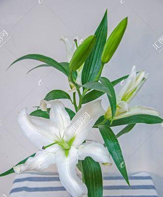 拍摄百合花时的配乐有何深意？