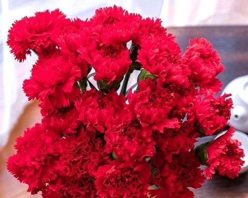 红白康乃馨的花语有何不同？它们各自代表什么？