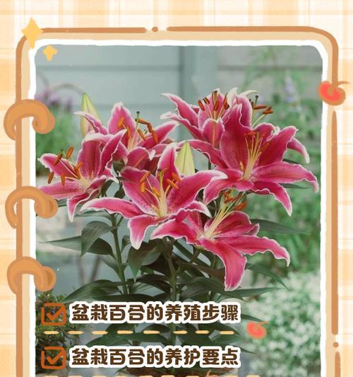百合浅栽有哪些好处？浅栽百合的特殊意义是什么？