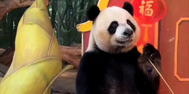 熊猫和玫瑰花组合的寓意是什么？
