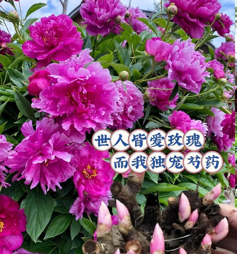 芍药花语有哪些？芍药代表什么？
