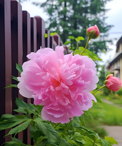 芍药花语有哪些？芍药代表什么？