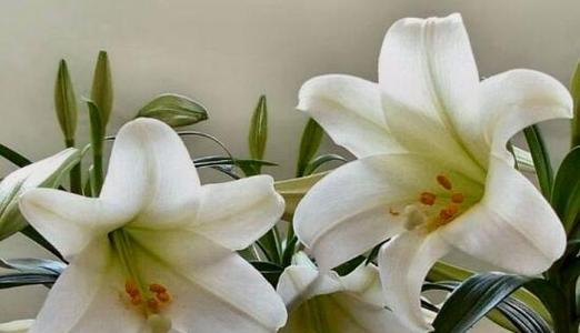 送白百合花给生气的老婆是什么意思？这样做有什么寓意？