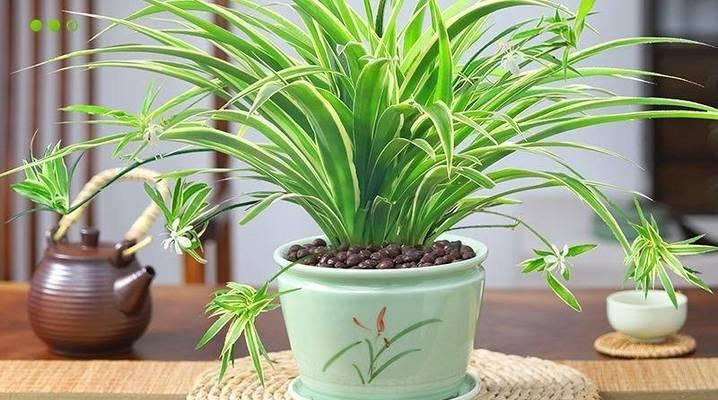 为悼念老人应选择哪种盆栽花？