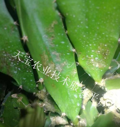 农药混料在网络用语中指代什么？