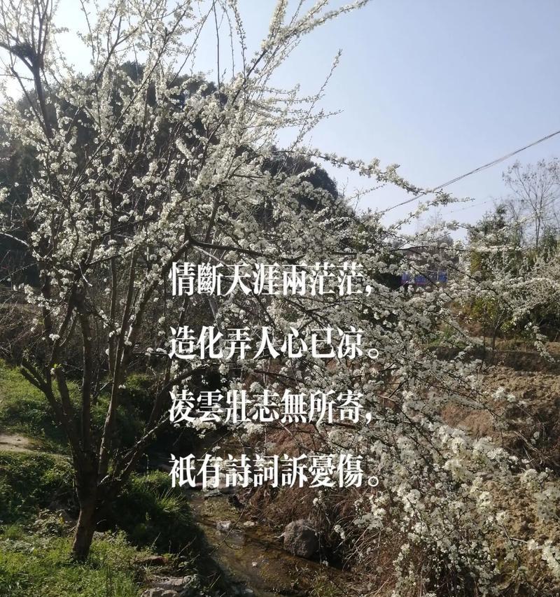 蝶恋花卉的意思是什么呢？蝶恋花卉的寓意是什么？
