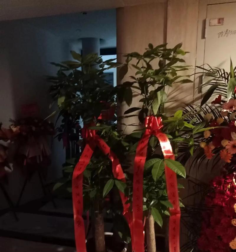 开业时送哪种盆栽最为合适？