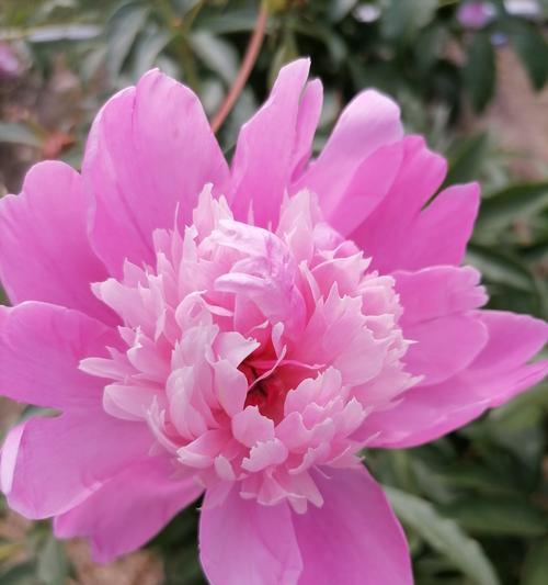 芍药的花语代表什么？
