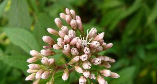 草本花卉的拼音是什么？草本花卉的含义是什么？