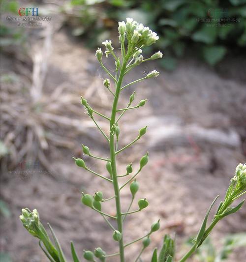草本花卉的拼音是什么？草本花卉的含义是什么？
