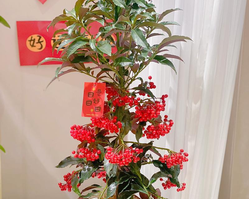 哪些花卉名字寓意好运？好运花卉有哪些？