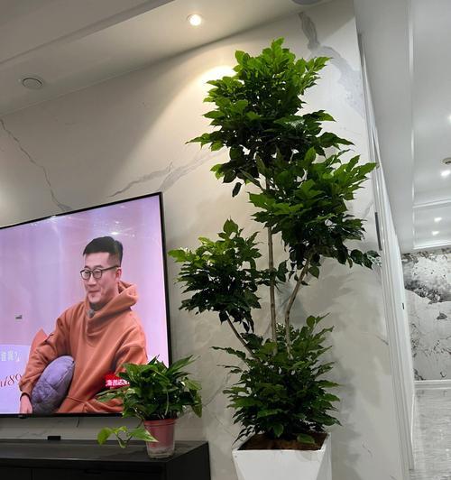 搬新房送什么植物好？搬新房时选择哪种植物最合适？