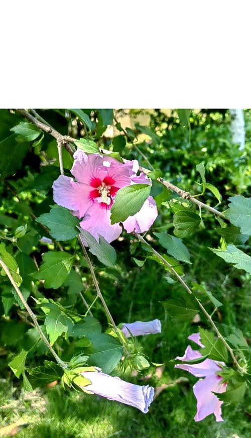 木槿花的花语是什么？它象征着什么？