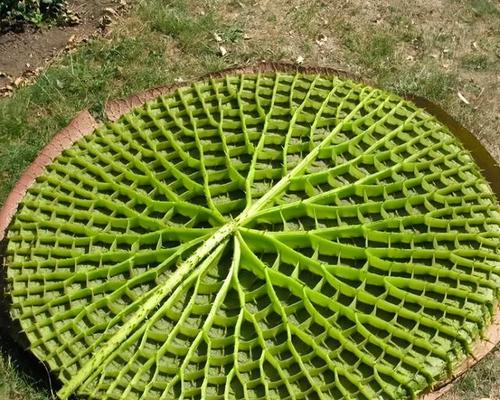 哪种植物象征坚硬？它有什么特别之处？