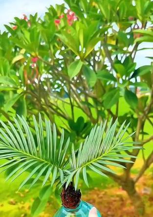 哪种植物象征坚硬？它有什么特别之处？