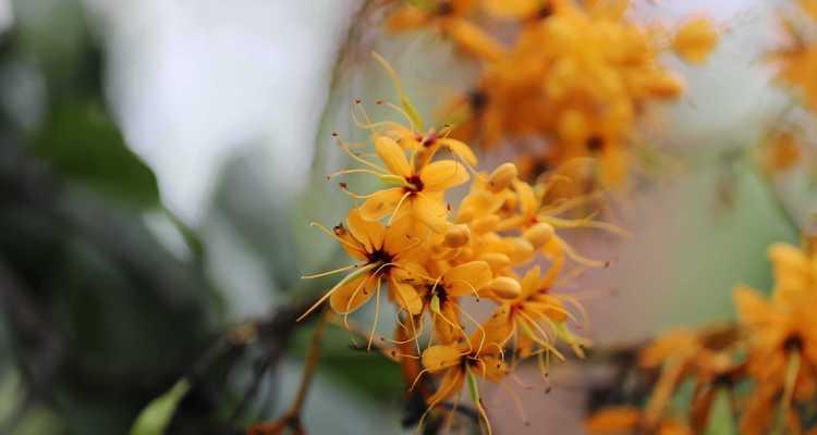 无忧花的花语代表了什么？