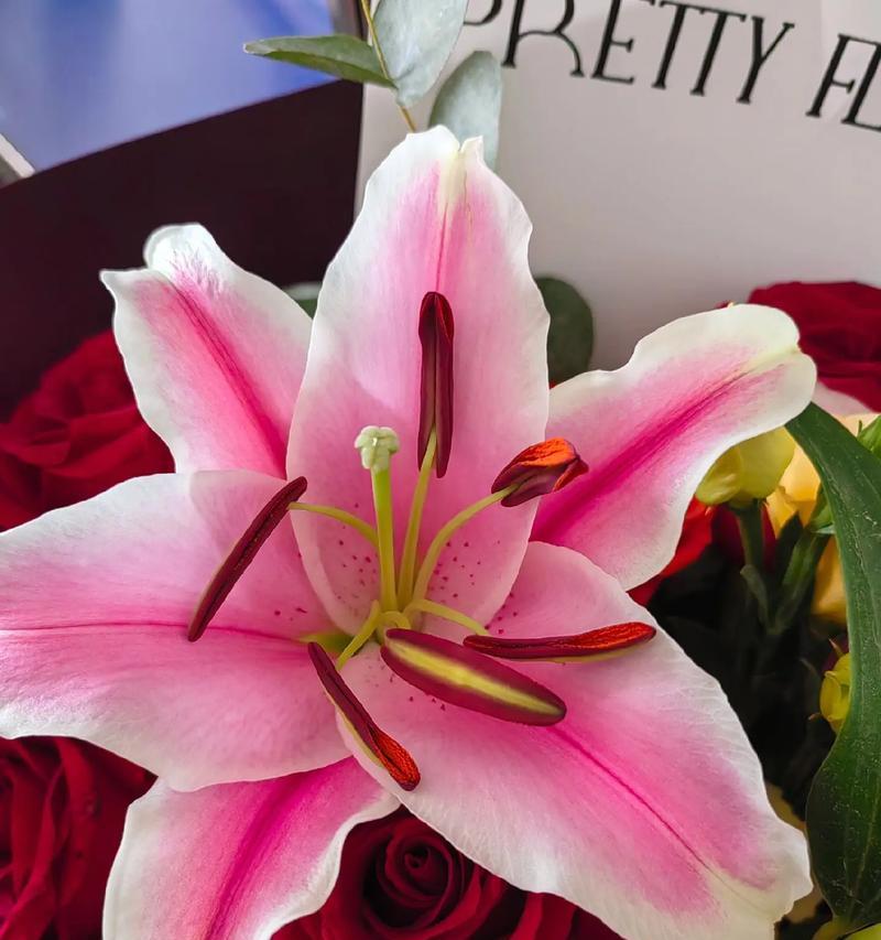 在家里放置百合花有何寓意？它通常象征着什么？