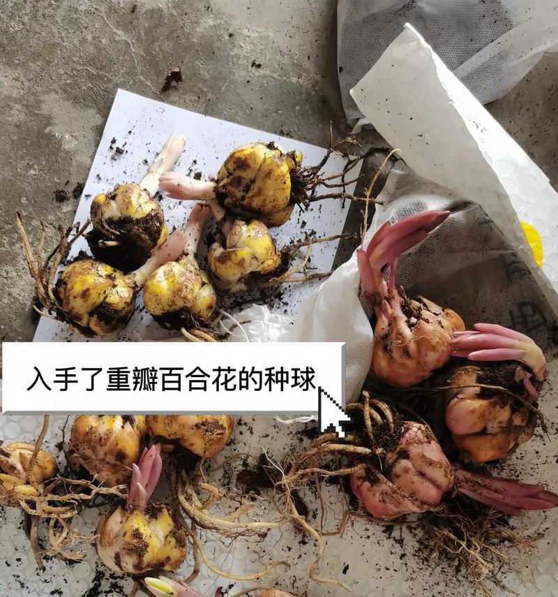 重瓣百合半开状态有何寓意？