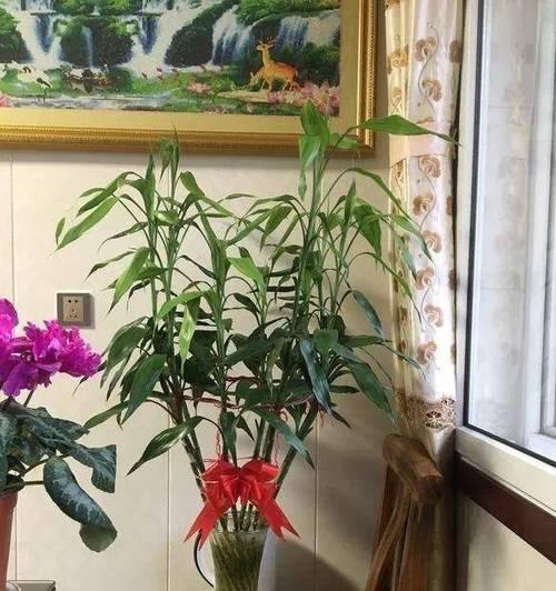 盆栽中送什么小花寓意好？有哪些寓意吉祥的小盆栽花卉？