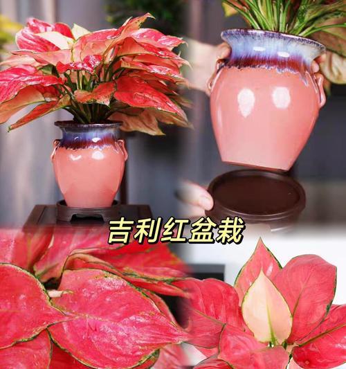 盆栽中送什么小花寓意好？有哪些寓意吉祥的小盆栽花卉？