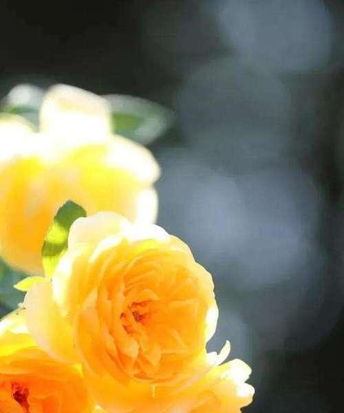 玫瑰花变黄的原因是什么？玫瑰花黄化后如何处理？