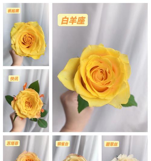 玫瑰花变黄的原因是什么？玫瑰花黄化后如何处理？