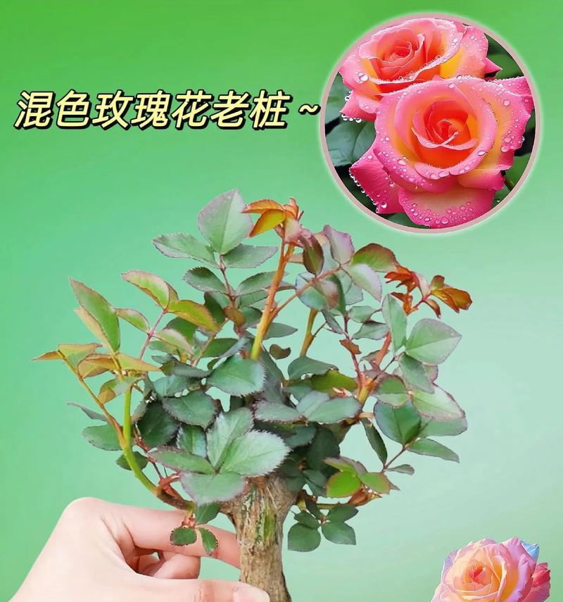 见光就能发芽的花卉有哪些？如何正确种植？