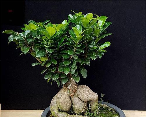 哪些盆栽植物具有高价值？如何判断盆栽植物的价值？