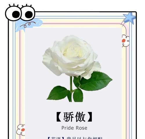 为什么白玫瑰象征纯洁？它的花语是什么？