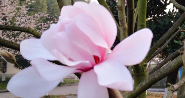 盆栽粉色旱莲花怎么养护？有哪些注意事项？
