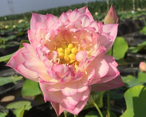 盆栽粉色旱莲花怎么养护？有哪些注意事项？