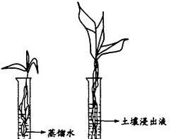 根接苗的生根发芽时间是多久？如何促进快速生长？