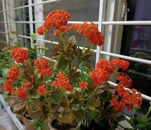 很容易长成老桩的花卉是什么？如何促进其老桩化？
